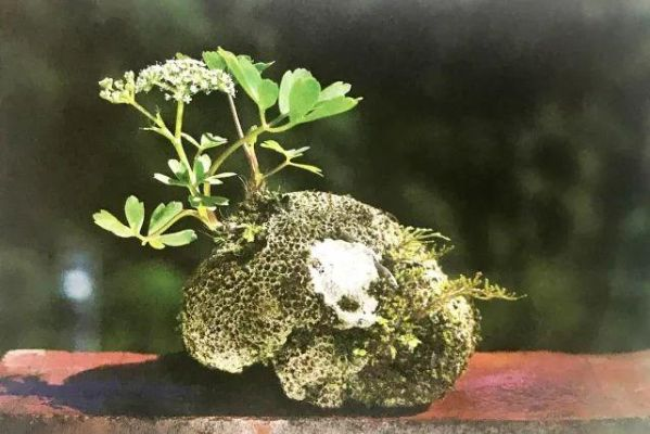 (顽石点头书)顽石点头龙胆紫:揭开神秘植物背后的草药传奇与生态价值 (顽石点头书)顽石点头龙胆紫:揭开神秘植物背后的草药传奇与生态价值