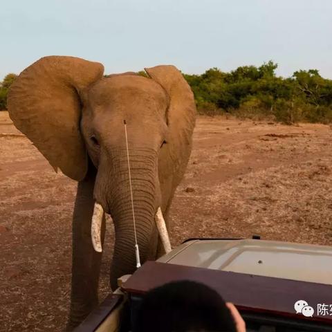 探索猎豹生存之旅：模拟猎豹在荒野求生，挑战自然界的极限生存技能