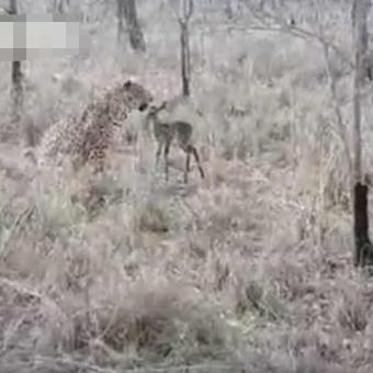 探索猎豹生存之旅:模拟猎豹在荒野求生,挑战自然界的极限生存技能 探索猎豹生存之旅:模拟猎豹在荒野求生,挑战自然界的极限生存技能