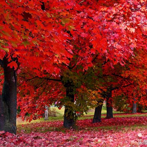 (独行的文章)独行道二十一条:寻找内心平静与力量的旅程与实践指南 (独行的文章)独行道二十一条:寻找内心平静与力量的旅程与实践指南