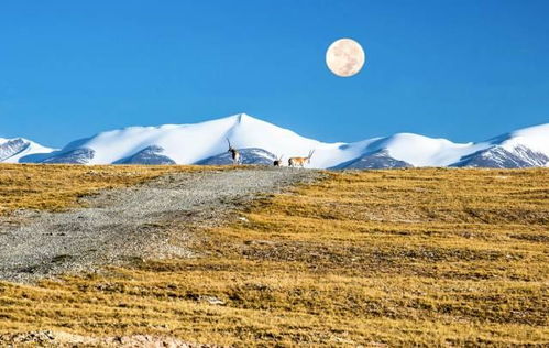 (雁丘在哪里)探寻雁丘陵：揭开这个古老故事的历史背景与年代谜团