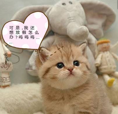 (猫咪公寓二的所有猫咪图鉴)探究猫咪公寓2内置功能菜单，解析其多样化功能和使用技巧