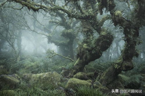 奇幻森林岛最强阵容:探索神秘森林,挑战最强对手,展现无限力量 奇幻森林岛最强阵容:探索神秘森林,挑战最强对手,展现无限力量