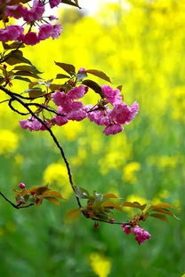 花田小院停更好久了，静待春风归来，梦回花开时节的温暖与美好