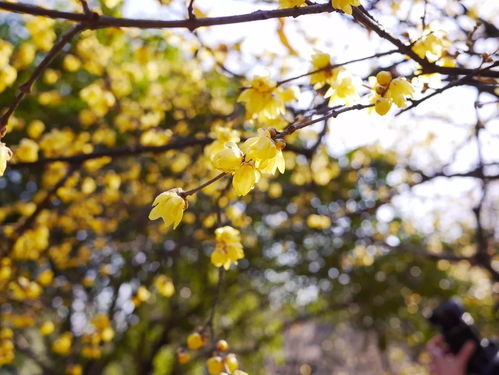 花田小院停更好久了,静待春风归来,梦回花开时节的温暖与美好 花田小院停更好久了,静待春风归来,梦回花开时节的温暖与美好