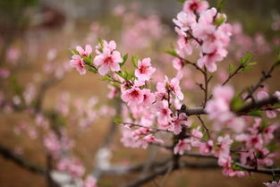 花田小院停更好久了,静待春风归来,梦回花开时节的温暖与美好 花田小院停更好久了,静待春风归来,梦回花开时节的温暖与美好