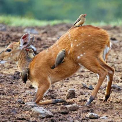 (哪种动物之间是朋友)探索动物界中的奇妙友谊：哪两种动物是最默契的好朋友？