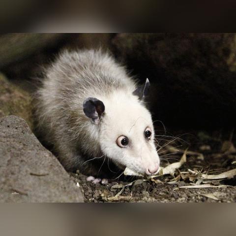 (哪种动物之间是朋友)探索动物界中的奇妙友谊:哪两种动物是最默契的好朋友? (哪种动物之间是朋友)探索动物界中的奇妙友谊:哪两种动物是最默契的好朋友?