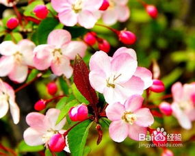 (梦绘卷海棠百度百科)梦绘卷中那些绚丽的海棠花：品味梦幻与现实交融的诗意之美