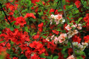 (梦绘卷海棠百度百科)梦绘卷中那些绚丽的海棠花:品味梦幻与现实交融的诗意之美 (梦绘卷海棠百度百科)梦绘卷中那些绚丽的海棠花:品味梦幻与现实交融的诗意之美