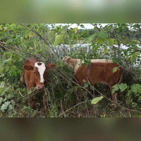 奶牛镇的小时光丢失物品全解:探寻那些不见的珍贵回忆与奇特道具 奶牛镇的小时光丢失物品全解:探寻那些不见的珍贵回忆与奇特道具
