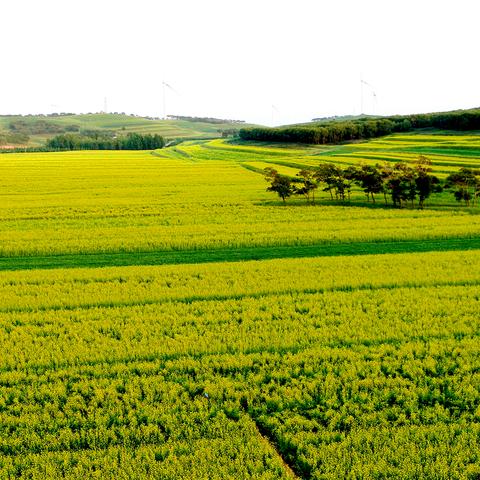 探讨‘星罗棋布’与‘鳞次栉比’在不同文化和语境中的含义与应用