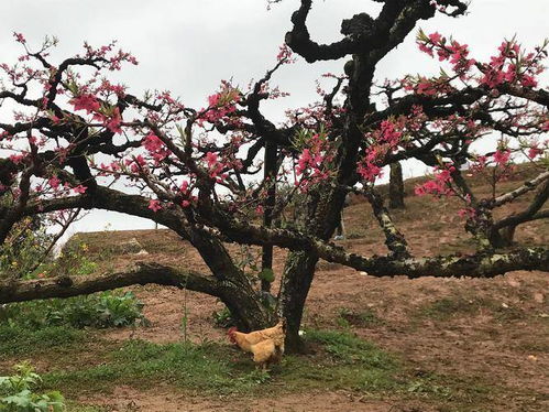 (一颗桃树图片)一颗桃修仙记：从一颗灵桃到无尽修行之路的传奇冒险