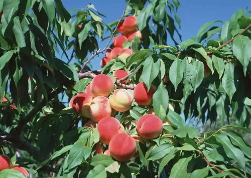 (一颗桃树图片)一颗桃修仙记：从一颗灵桃到无尽修行之路的传奇冒险