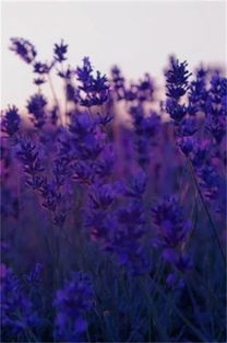 (花戎讲什么)深度解读花戎第一集：探寻动人情感与扣人心弦的故事设定