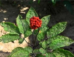 (思仙中药有什么作用)探索思仙雄花的独特功效与作用：促进健康与美丽的新选择