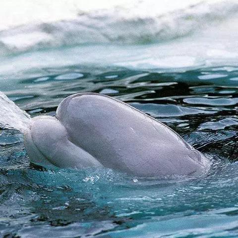 (关于海底潜水的作文)小学生潜水作文：初体验海底世界，勇气与好奇的交响乐