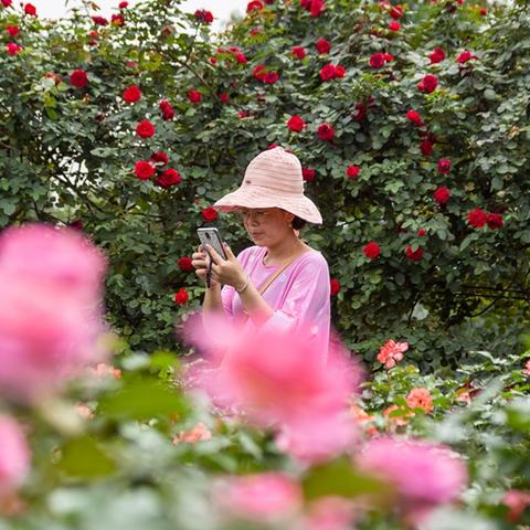 (浪漫庄园怎么玩)浪漫庄园如何赚钱？传授实用攻略和经验分享