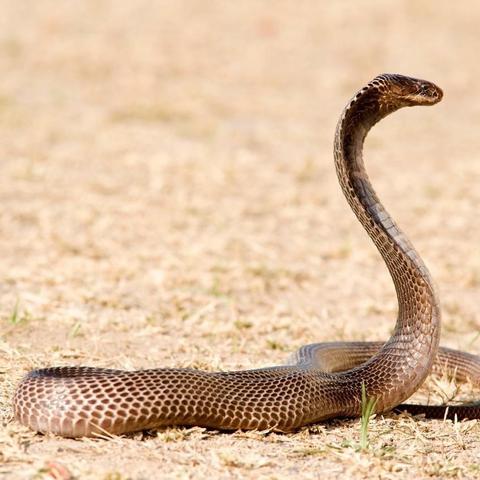 (海蛇传奇手游)探秘海蛇传奇欢乐版最新开服：精彩纷呈的游戏世界等你来探索