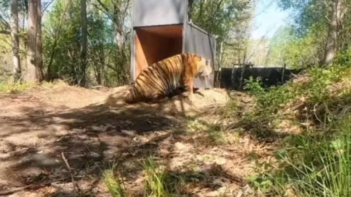 (老虎进入村庄咬死村民)官方通报：老虎进村咬人事件已发生，引起社会关注与警惕