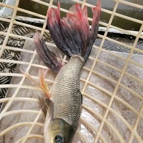 (魔兽世界钓鱼去哪里钓)魔兽世界钓鱼攻略1-300地点大全，带你畅游各个地图寻找稀有鱼种