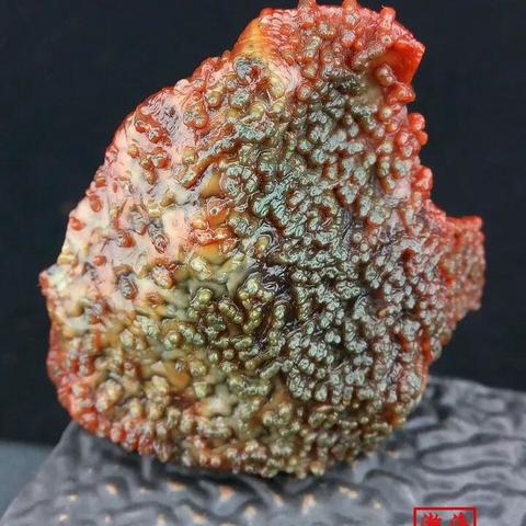 (探索神秘生物节目)探索神奇生物学：解开大自然奥秘，发现生命灵性与奇迹共舞