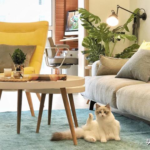 (吸猫会不会对身体不好)每次吸猫都带来意外的感觉，让你沉醉其中无法自拔