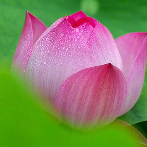 (可爱电脑壁纸1920x1080超清)可爱电脑壁纸高清全屏，瞬间让你陷入梦幻的世界