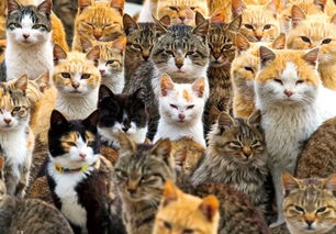 探索世界猫物语：一场跨越时空的猫咪迁徙之旅，揭示它们的神秘生活