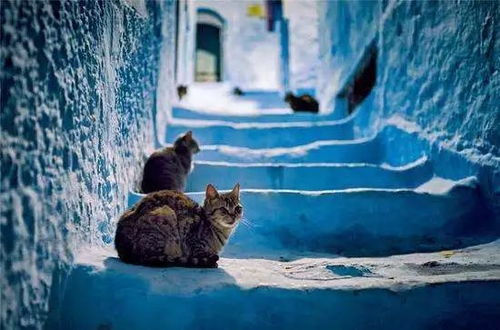 探索世界猫物语：一场跨越时空的猫咪迁徙之旅，揭示它们的神秘生活