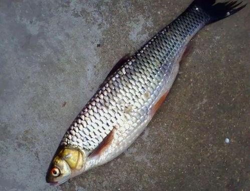 了解锦鱼:这种美丽而神秘的鱼类究竟是什么以及它们的生存环境与习性 了解锦鱼:这种美丽而神秘的鱼类究竟是什么以及它们的生存环境与习性