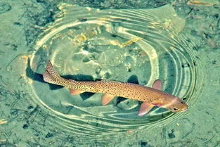 了解锦鱼：这种美丽而神秘的鱼类究竟是什么以及它们的生存环境与习性