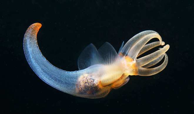 了解锦鱼:这种美丽而神秘的鱼类究竟是什么以及它们的生存环境与习性 了解锦鱼:这种美丽而神秘的鱼类究竟是什么以及它们的生存环境与习性