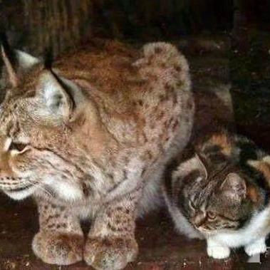 流浪守护者:用爱的力量传递温暖,守护无家可归者的希望与未来 流浪守护者:用爱的力量传递温暖,守护无家可归者的希望与未来