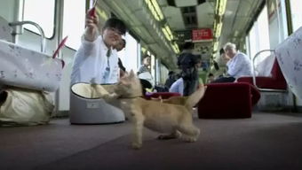 (猫咪火车 动画)在哪里可以找到猫咪列车？一场追踪猫咪列车的神秘之旅！