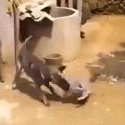 (狗反子是什么动物)探秘神秘生物狗反子：是一种奇特动物还是传说中的生物？