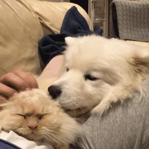 (狗反子是什么动物)探秘神秘生物狗反子：是一种奇特动物还是传说中的生物？