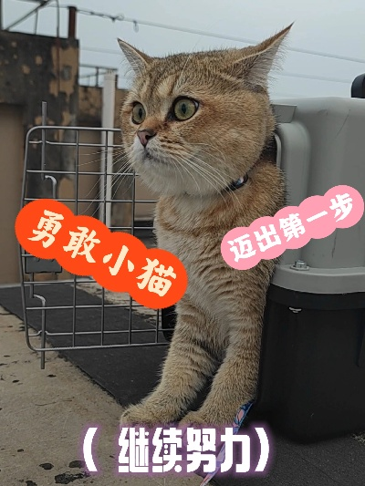 (勇敢猫猫的图片)勇敢向前创的猫咪表情包：挑战自我，展现勇气，勇往直前！