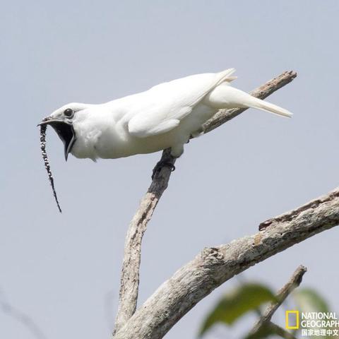 探索动物森林法则中的角色及其在生态系统中的重要性与生存策略