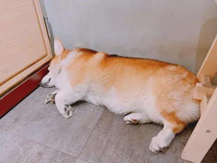 (为什么狗越可爱越想虐)狗的逆反心理：为什么你越禁止，它们越想要？