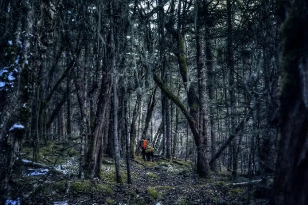 探秘自然之美：寂静森林攻略，探寻密林之神秘，感受大自然的魅力