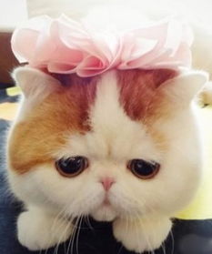 (猫之宿约者百度百科)猫之宿约者凉了吗？探讨它在时代背景下的重要性和影响力