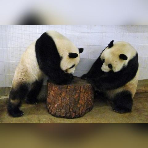 (动物园红包版下载)2024年动物园红包版全新玩法揭秘，最新消息速递给你！