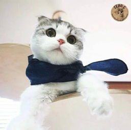 (猫咪田园攻略)探寻猫咪的田园生活之旅：追寻自然与温馨的美好时光