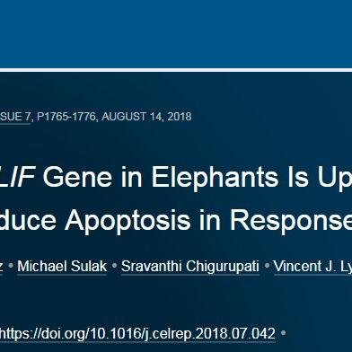 DeadCell全DLC免费：加入游戏后即刻解锁所有扩展内容，限时优惠不容错过！