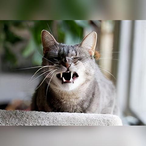 揭秘世界最贵的花与香水与猫：这款香水究竟有何魅力吸引无数猫咪的喜爱？