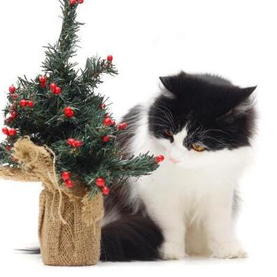 揭秘世界最贵的花与香水与猫：这款香水究竟有何魅力吸引无数猫咪的喜爱？