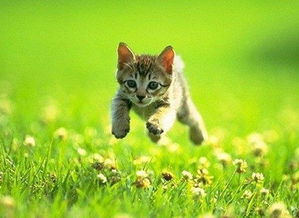 (喵喵mia去旅行)喵喵旅行：带你探索世界各地的猫咪风情与旅行故事