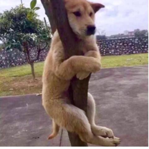 (可爱电脑壁纸4k超清)可爱电脑壁纸图片大全高清，精选最可爱的壁纸让你眼前一亮