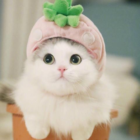 (可爱电脑壁纸4k超清)可爱电脑壁纸图片大全高清,精选最可爱的壁纸让你眼前一亮 (可爱电脑壁纸4k超清)可爱电脑壁纸图片大全高清,精选最可爱的壁纸让你眼前一亮